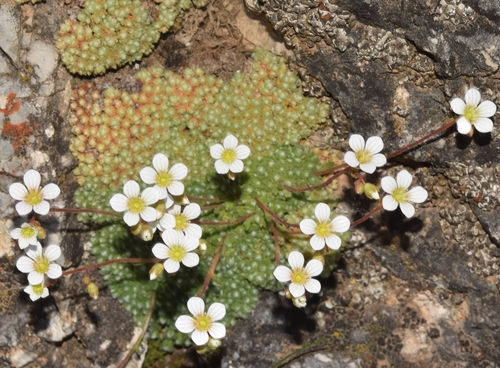 Saxifraga erioblasta