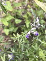 Pediomelum digitatum