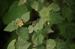 Abutilon viscosum