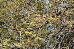 Quercus peduncularis