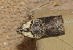 Cryptoptila immersana