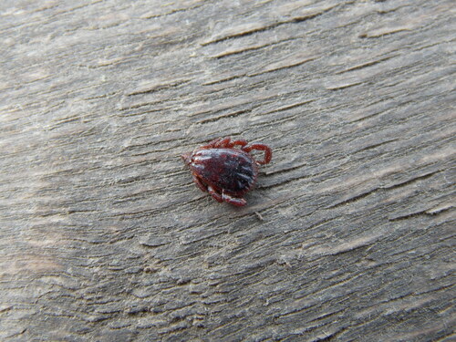 Rhipicephalus rossicus