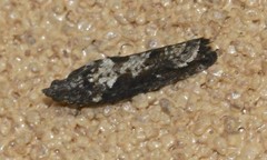 Strepsicrates semicanella