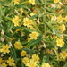 Mimulus aurantiacus pubescens - Photo (c) R.J. Adams, some rights reserved (CC BY-NC), uploaded by R.J. Adams