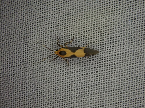One-banded Lichen Moth photo 4