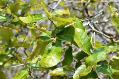 Quercus purulhana