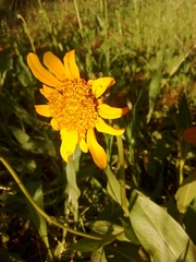 Wyethia