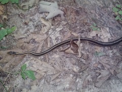 Thamnophis sirtalis