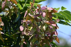 Thouinidium decandrum