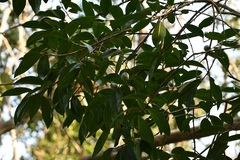 Sideroxylon persimile