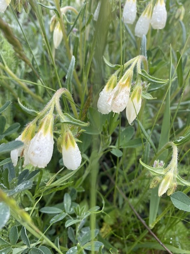Onosma simplicissima, photograph 2