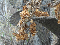 Dioscorea galeottiana