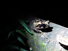 Incilius melanochlorus