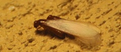 Kalotermitidae