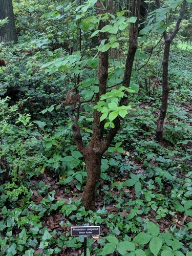 Rhododendron amagianum iNat (1)