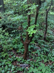 Rhododendron amagianum