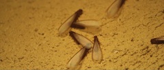 Kalotermitidae