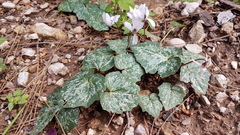 Cyclamen rhodium