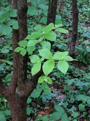 Rhododendron amagianum
