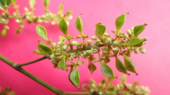 Paullinia trigonia