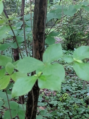 Rhododendron amagianum