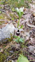 Ophrys reinholdii