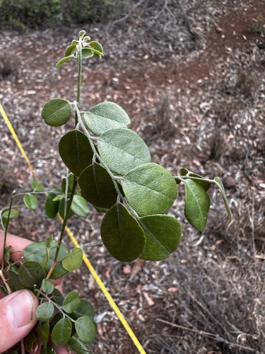 Murraya lucida (Murraya lucida)