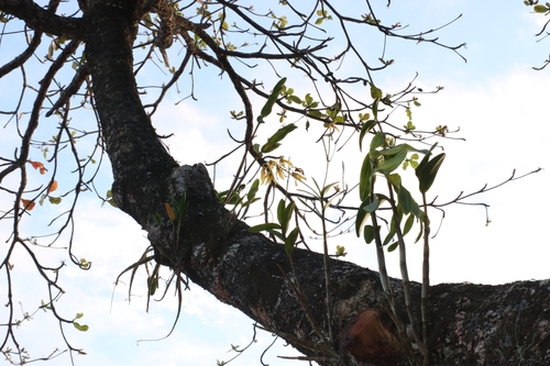 Dendrobium tokai observed 2023-08-16