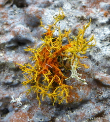Teloschistes flavicans