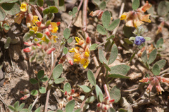 Acmispon decumbens davidsonii