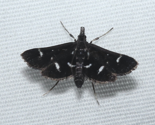 Black shawl moth photo 2