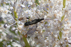 Callimoxys fuscipennis