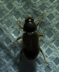 Pelonomus obscurus