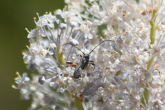 Callimoxys fuscipennis