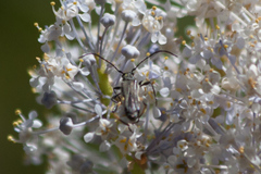 Callimoxys fuscipennis