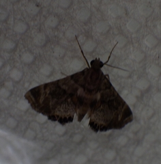 Neargyractis slossonalis