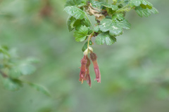 Ribes roezlii