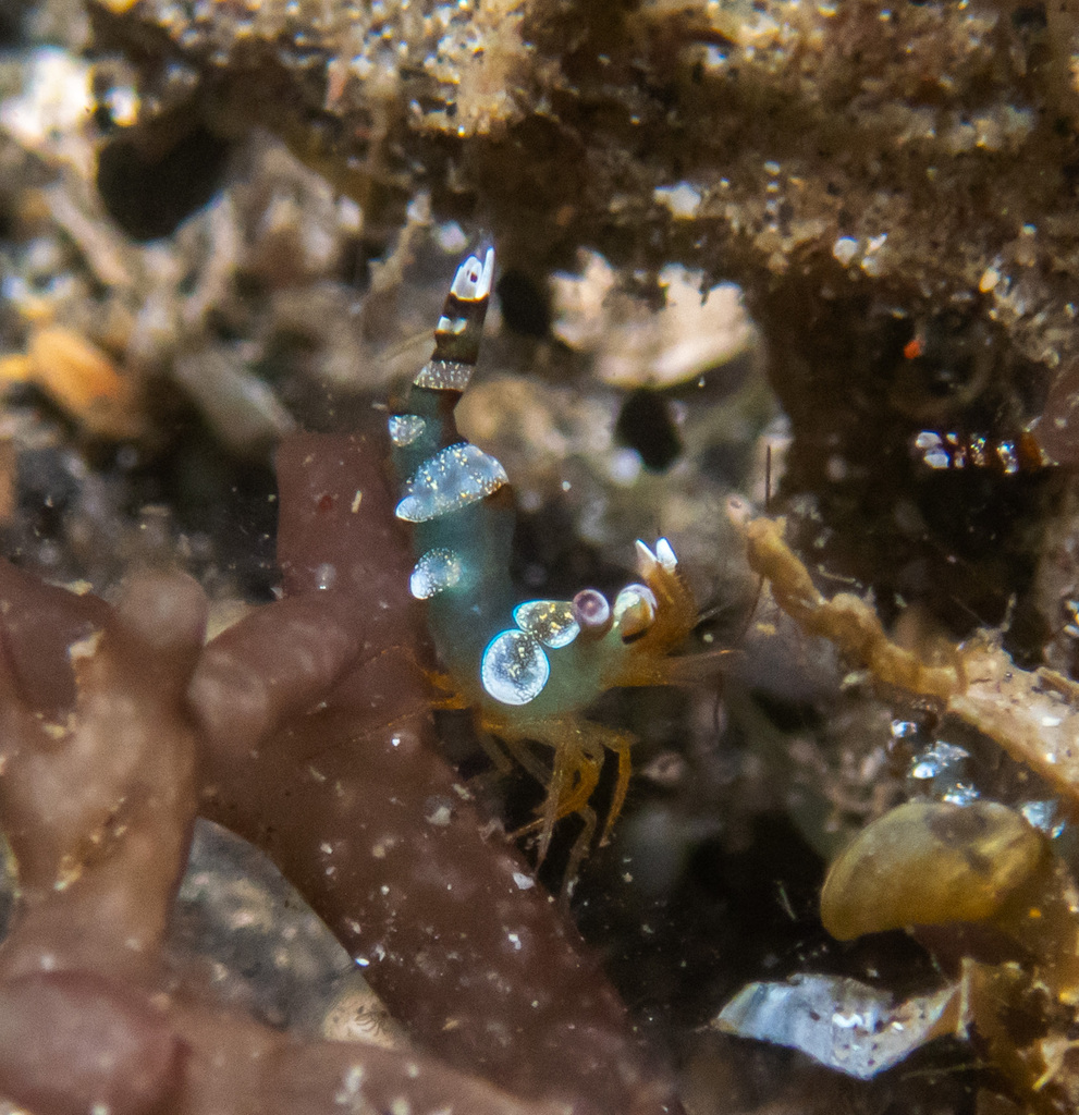 Squat anemone shrimp