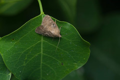 Amyna natalis
