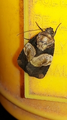 Hampsonodes