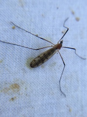 Limonia nigropunctata