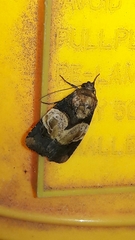 Hampsonodes