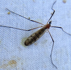 Limonia nigropunctata