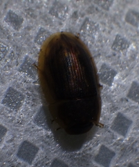 Helobata larvalis