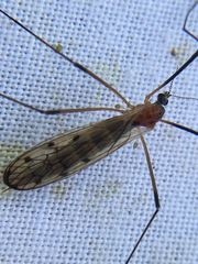 Limonia nigropunctata