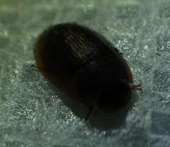 Helobata larvalis