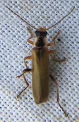 Cantharis decipiens