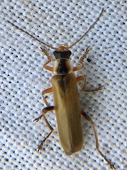 Cantharis decipiens