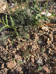 Ipomopsis polycladon