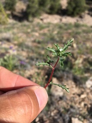 Ipomopsis polycladon